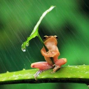 Meet your Posher, Andre